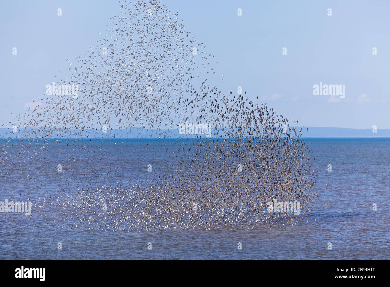 A flock of sandpipers flying near the shore close to Grand Pre, Nova Scotia, Canada Stock Photo