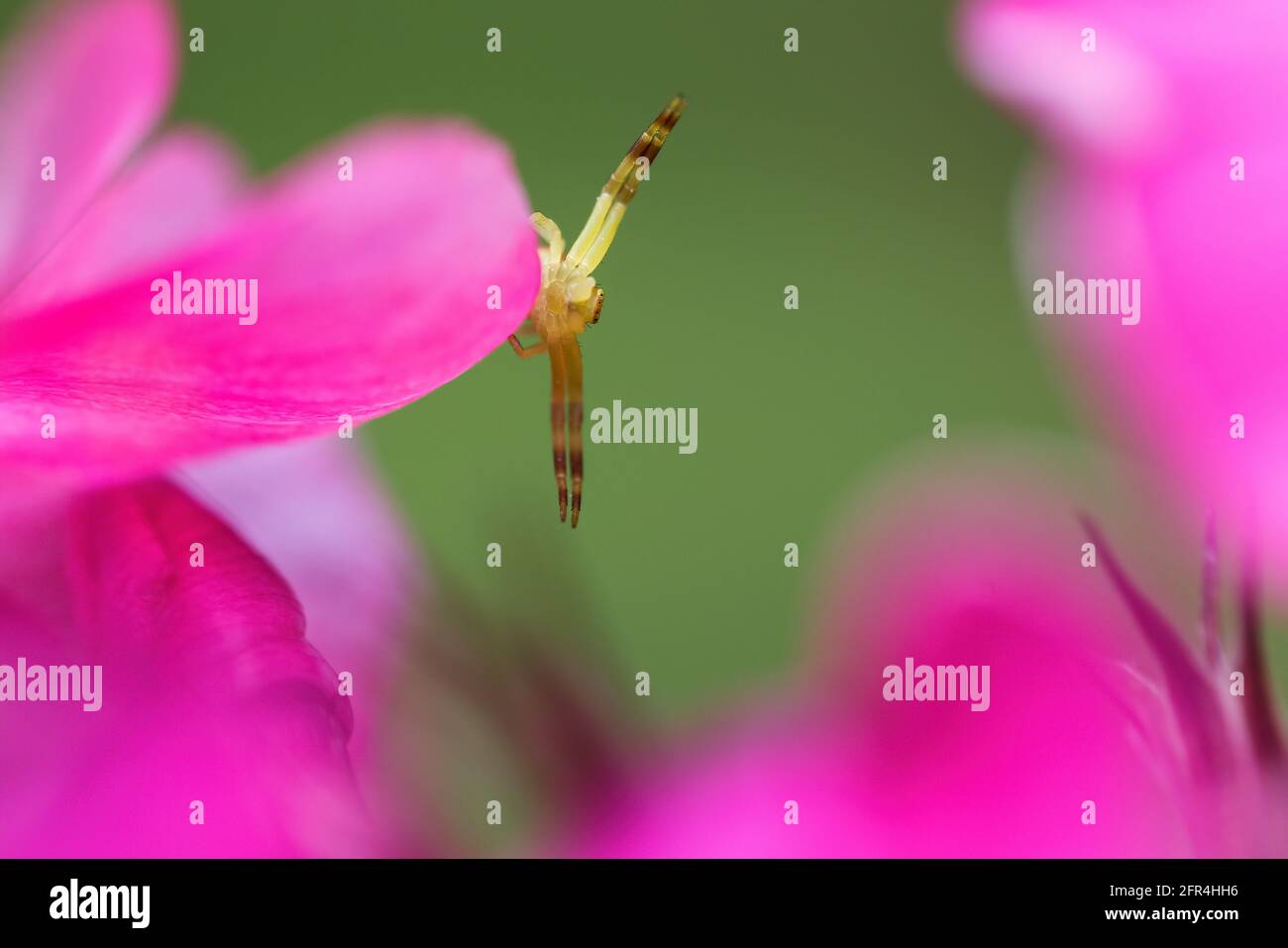 A goldenrod crab spider waiting for its prey. Stock Photo