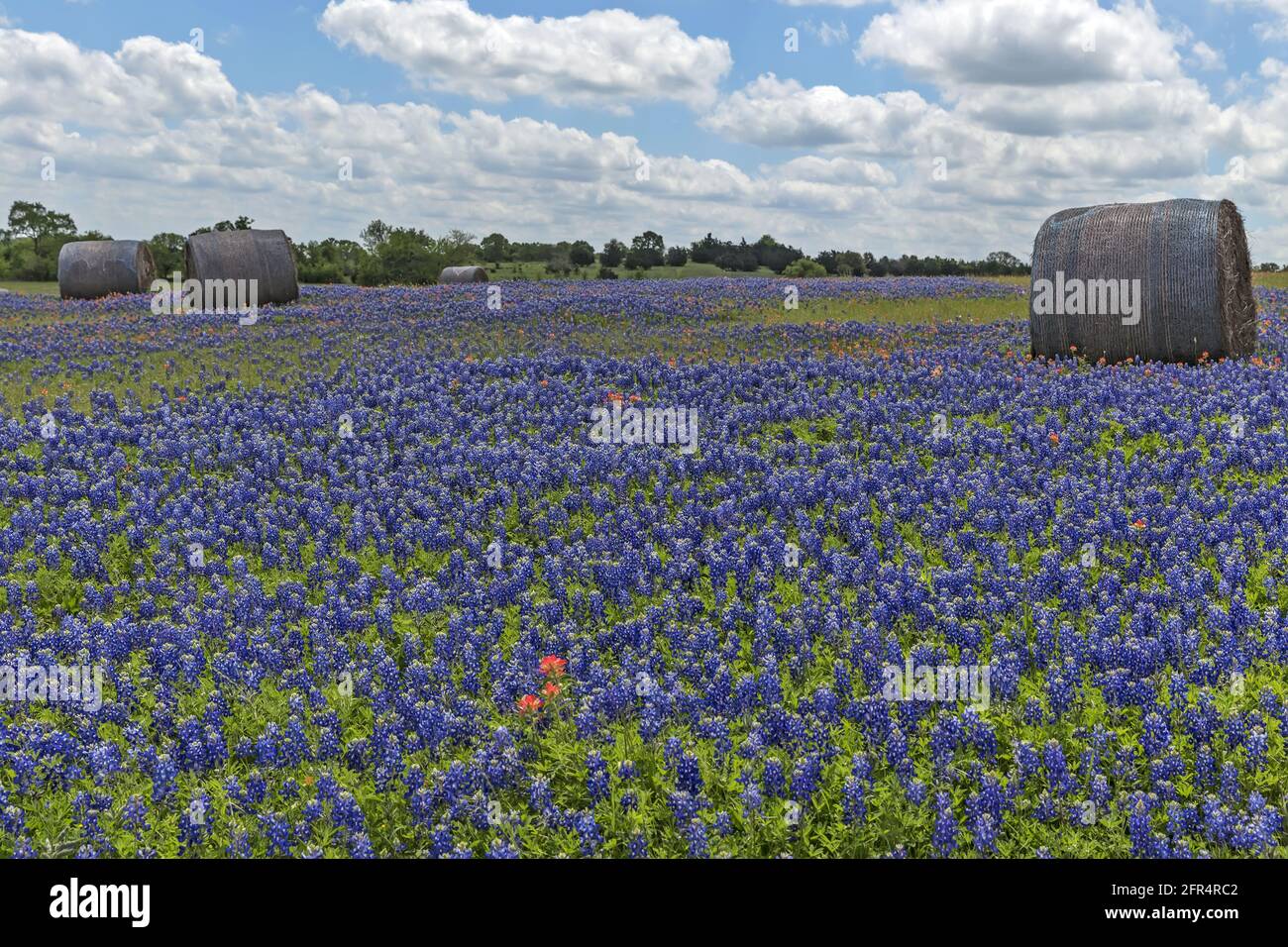 Hay bales on the bluebonnet field, Hill Country, Texas, USA. Stock Photo