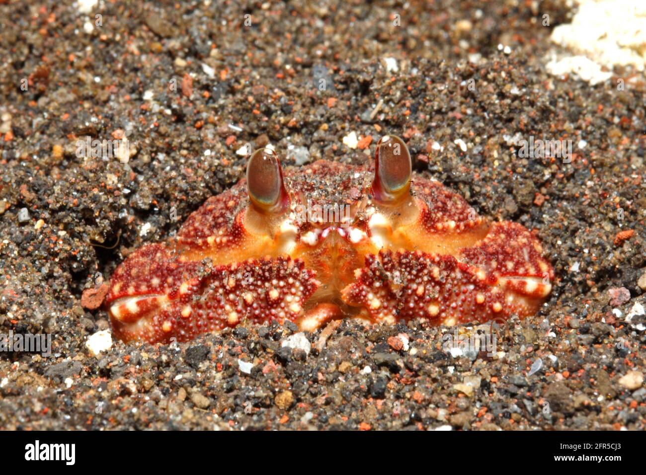 Reef Box Crab, Calappa hepatica, burying in sand. Tulamben, Bali, Indonesia. Bali Sea, Indian Ocean Stock Photo