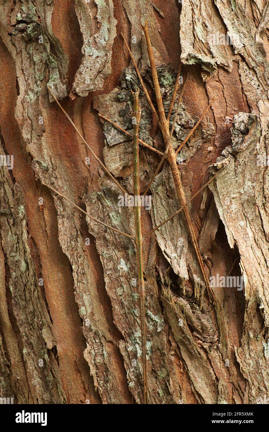 New Zealand smooth stick insect (Clitarchus hookeri) Stock Photo