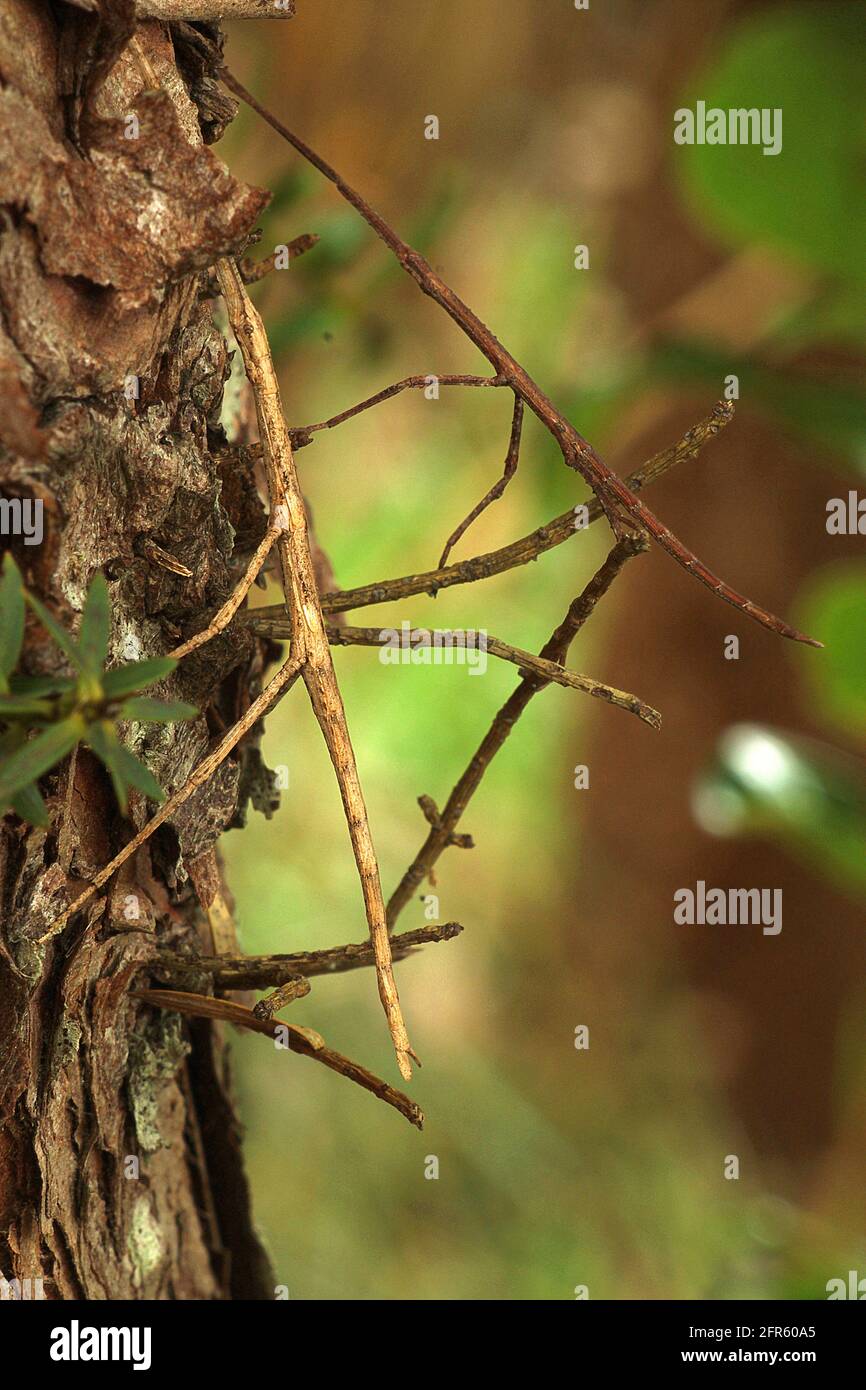 New Zealand smooth stick insect (Clitarchus hookeri) Stock Photo
