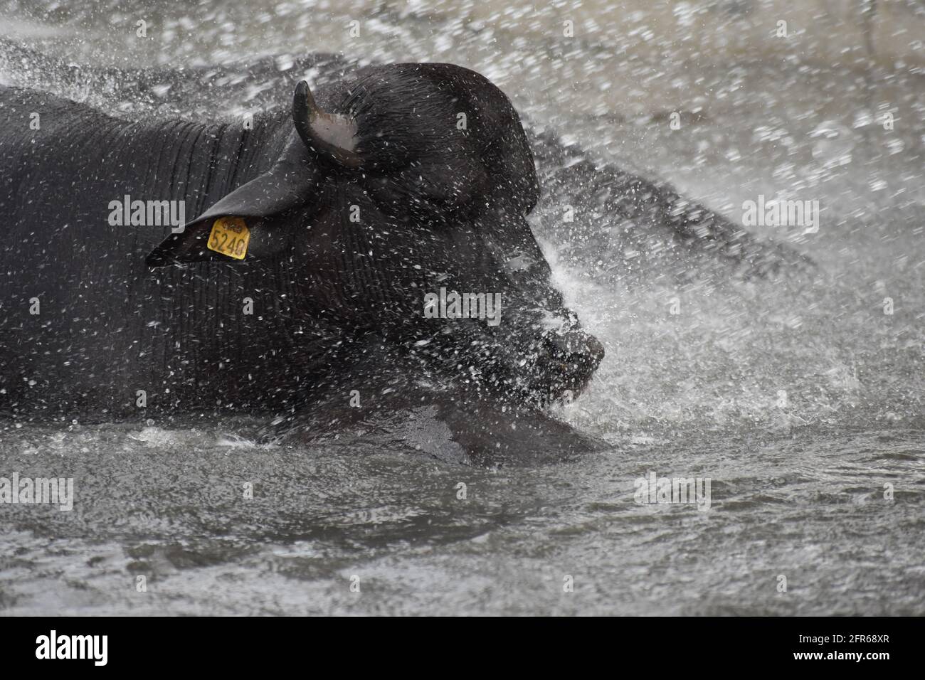 Buffalypso in india hires stock photography and images Alamy