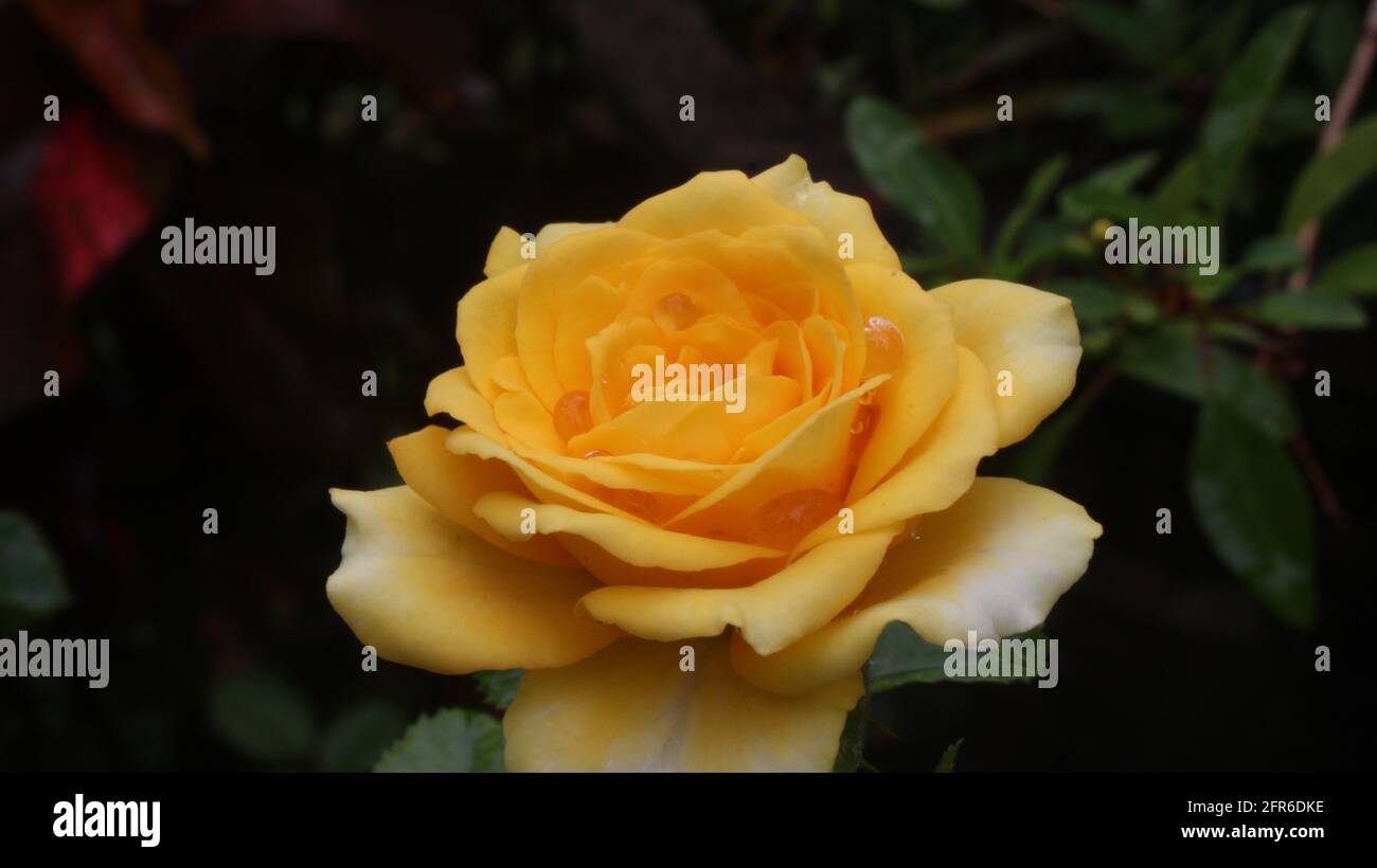 A close up picture of a yellow colored rose flower with a blurred background Stock Photo