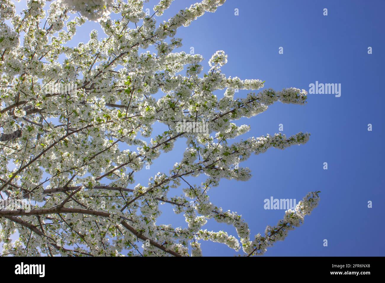 Dense plum blossoms on a blue background. Stock Photo