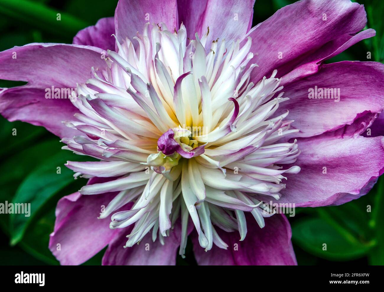 Exotic garden flower hi-res stock photography and images - Alamy