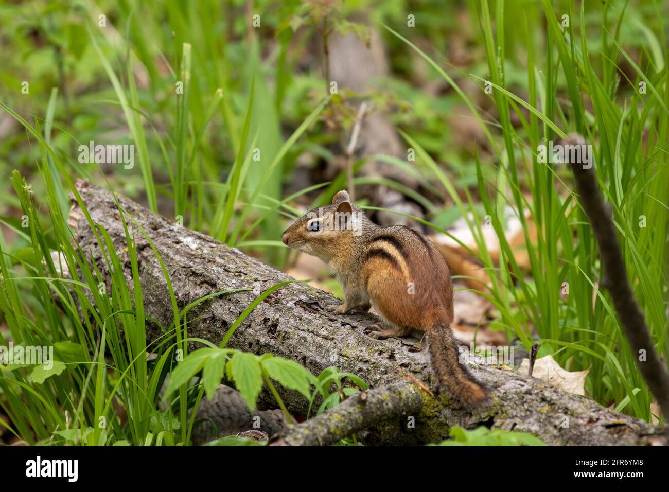 The eastern chipmunk (Tamias striatus) in the park. Stock Photo