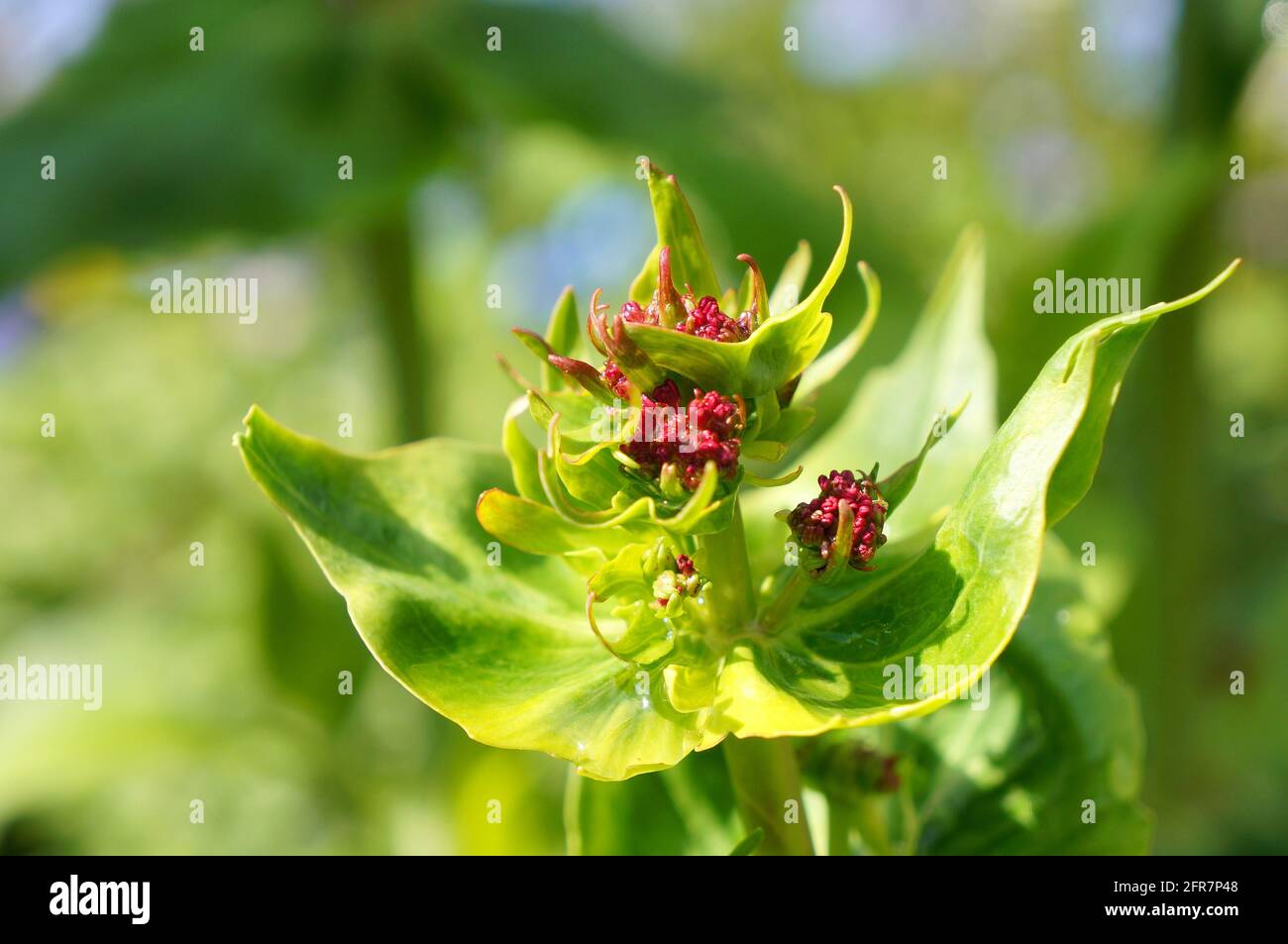 Close up of valerian (Valeriana officinalis) flowers about to bloom with soft-focus natural background Stock Photo