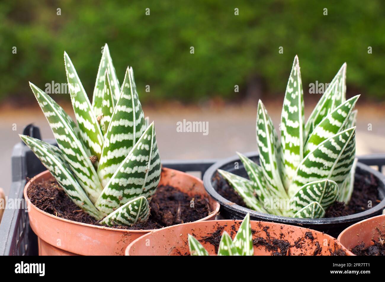 Close up of potted Aloe Vera plants with soft focus background Stock Photo