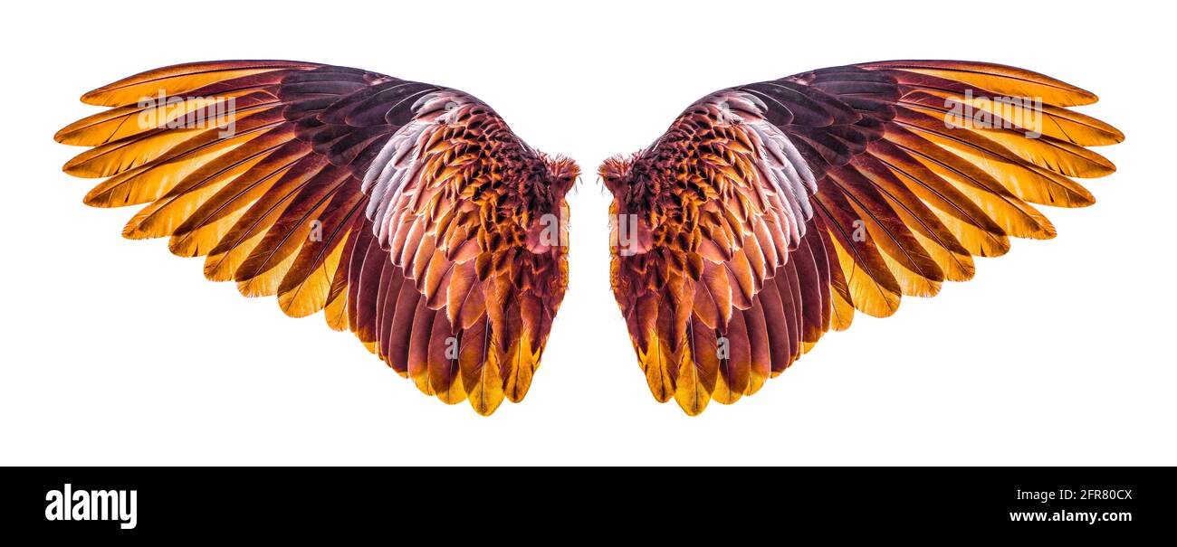 Wings of birds isolated on white background Stock Photo - Alamy