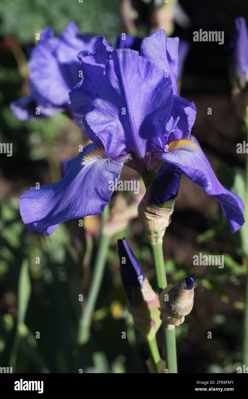 Iris 'Chivalry'. Stock Photo