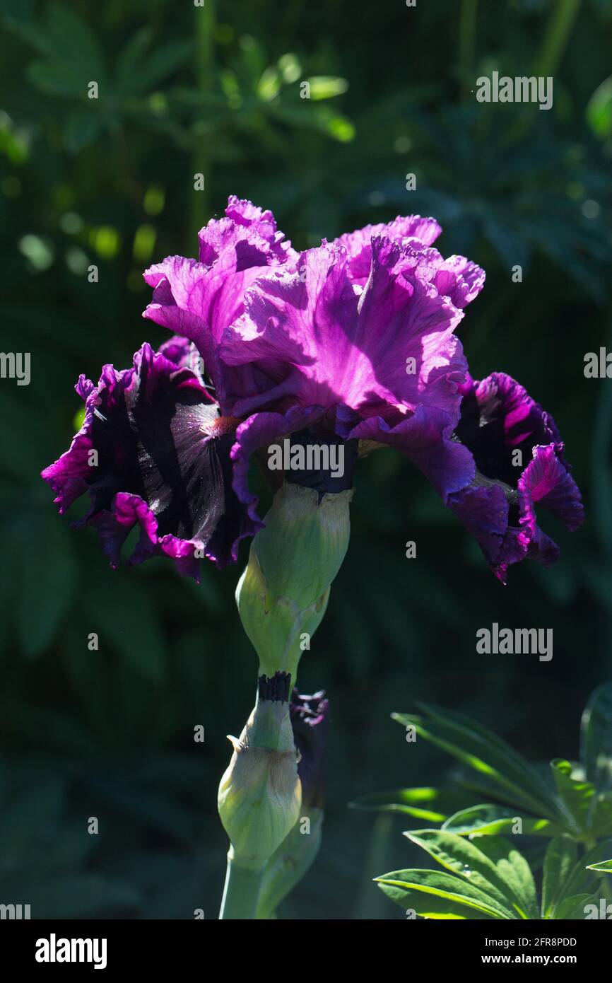 Iris 'Accessible'. Stock Photo
