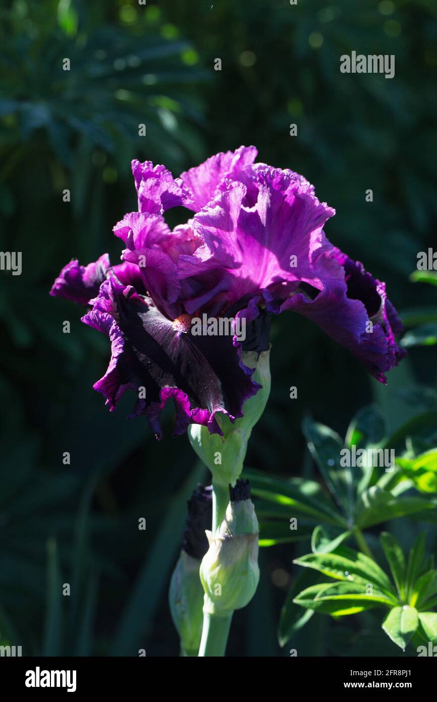 Iris 'Accessible'. Stock Photo