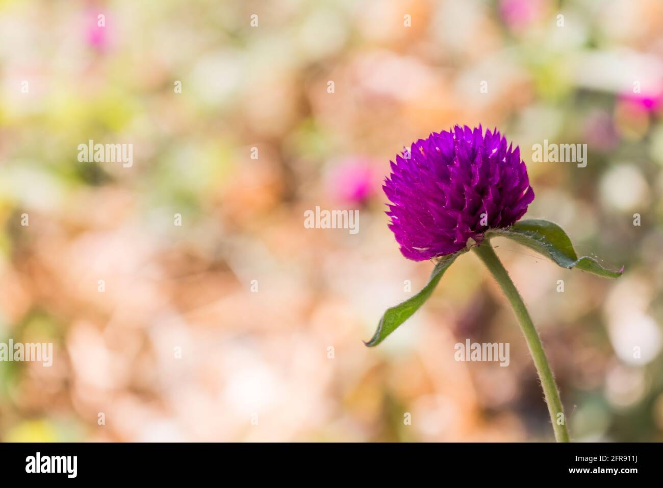amaranth Flower background Stock Photo - Alamy