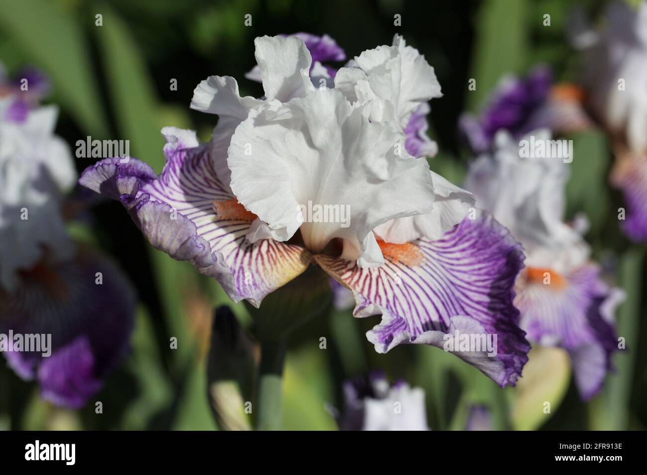 Iris 'Crow's Feet' Stock Photo - Alamy