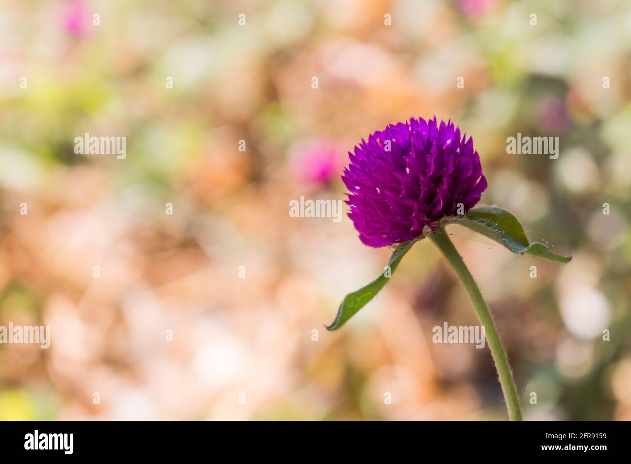 amaranth Flower background Stock Photo - Alamy