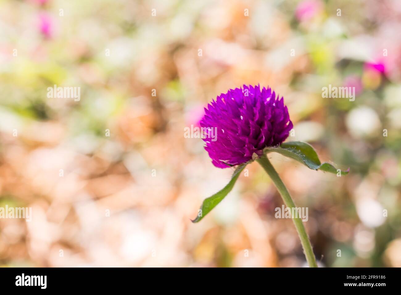 amaranth Flower background Stock Photo - Alamy
