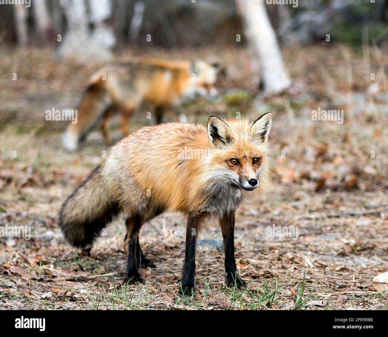 Red fox close-up profile view in the springtime with a blur fox and ...