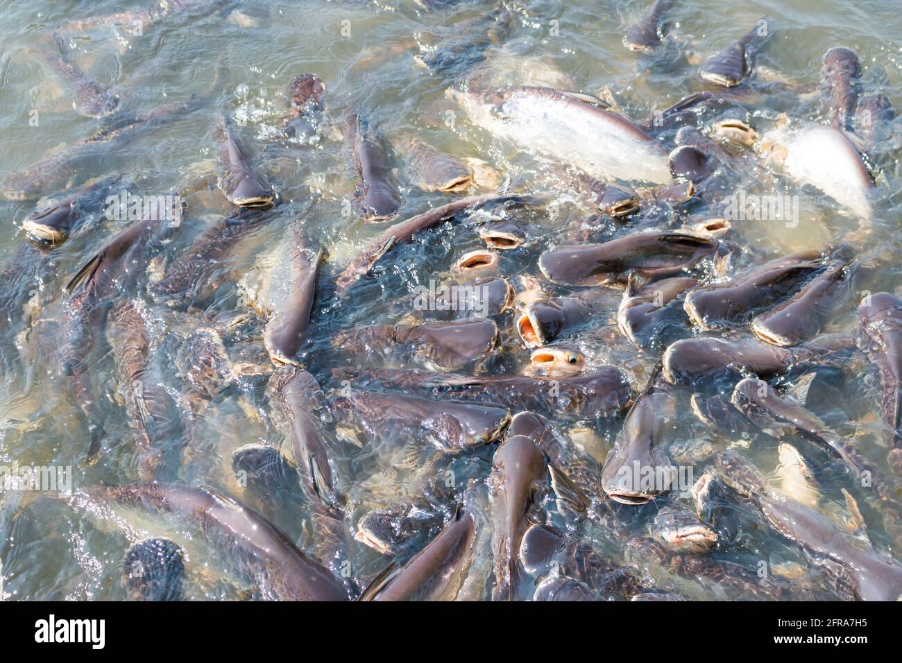 Pangasius fish try to eat the food Stock Photo