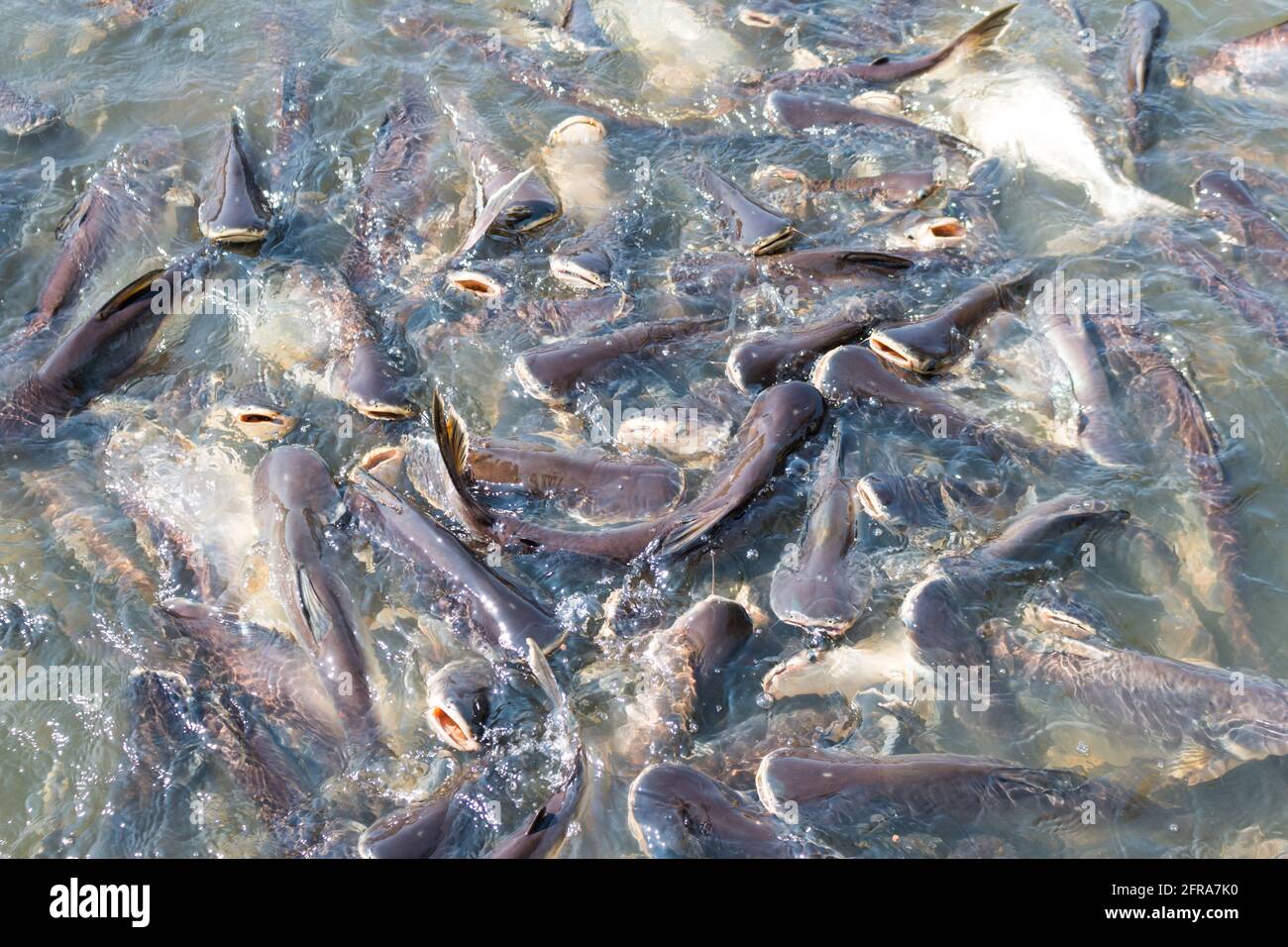 Pangasius fish try to eat the food Stock Photo