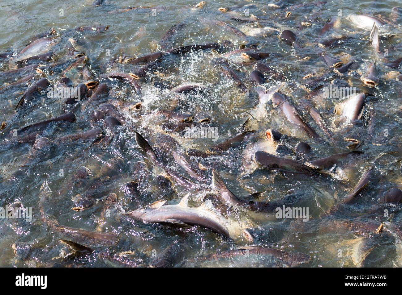 Pangasius fish try to eat the food Stock Photo