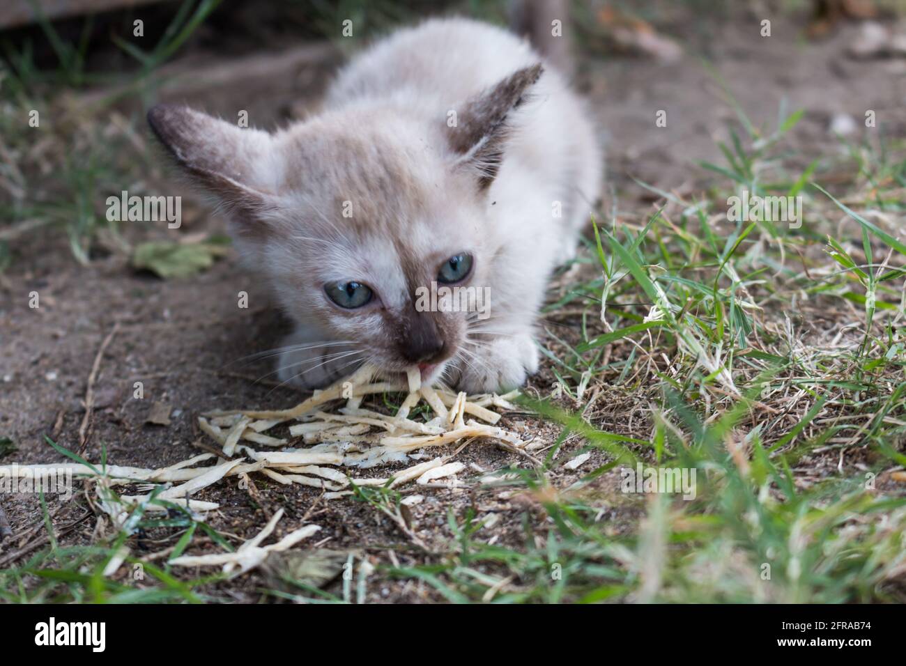 cat eating little