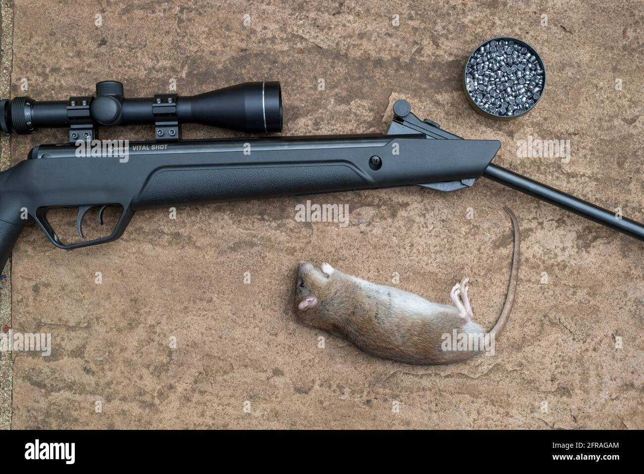 Dead rat and air rifle Stock Photo