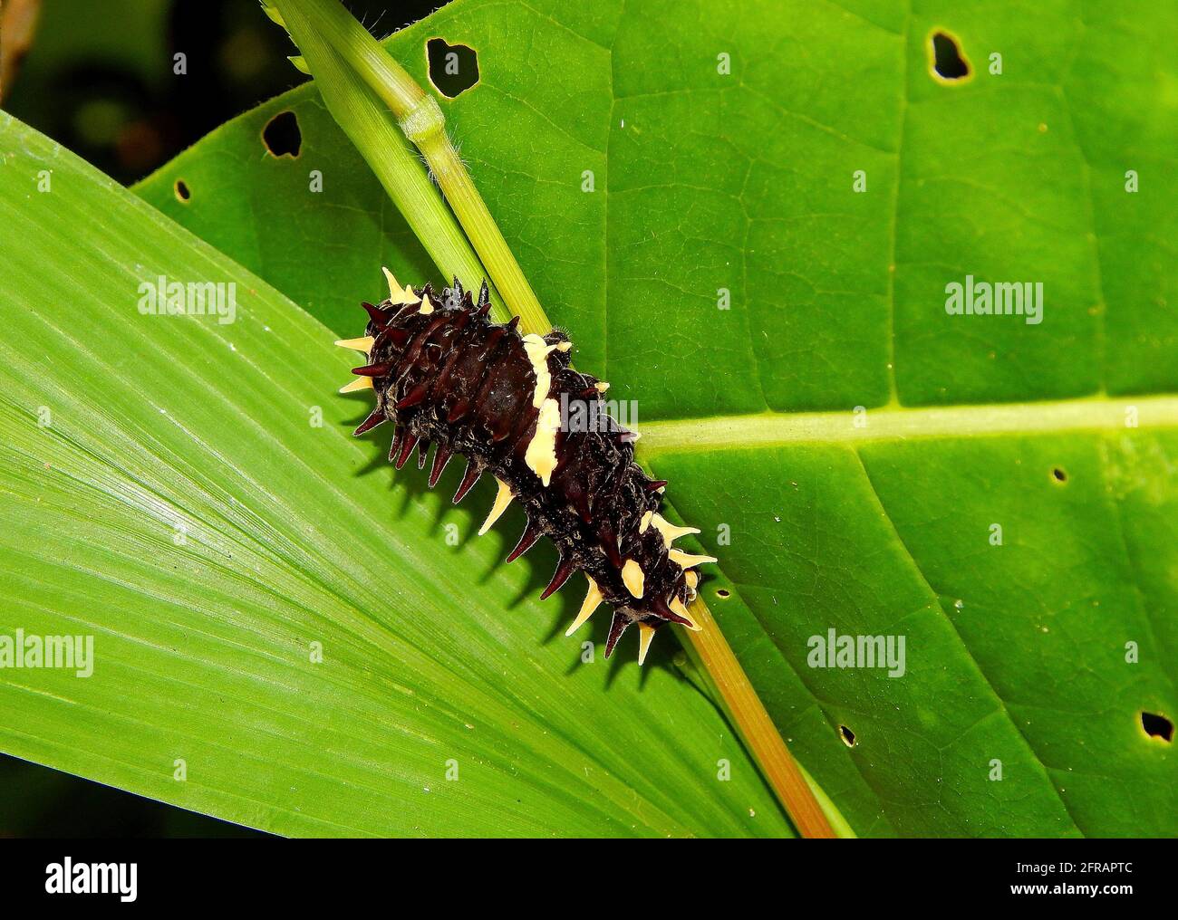 Brown and yellow caterpillar Stock Photo