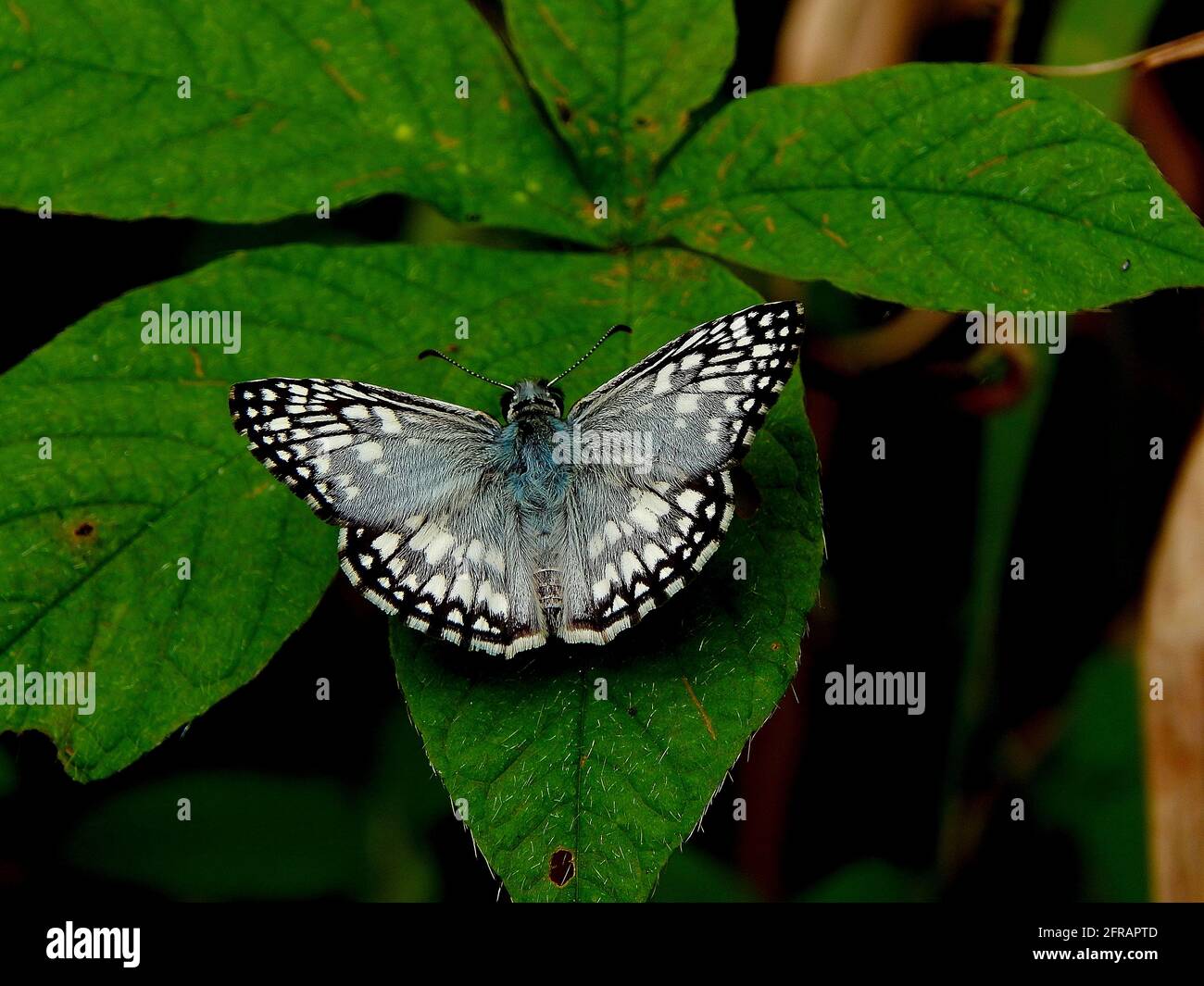 Orcus chequered skipper or Pyrgus orcus butterfly Stock Photo