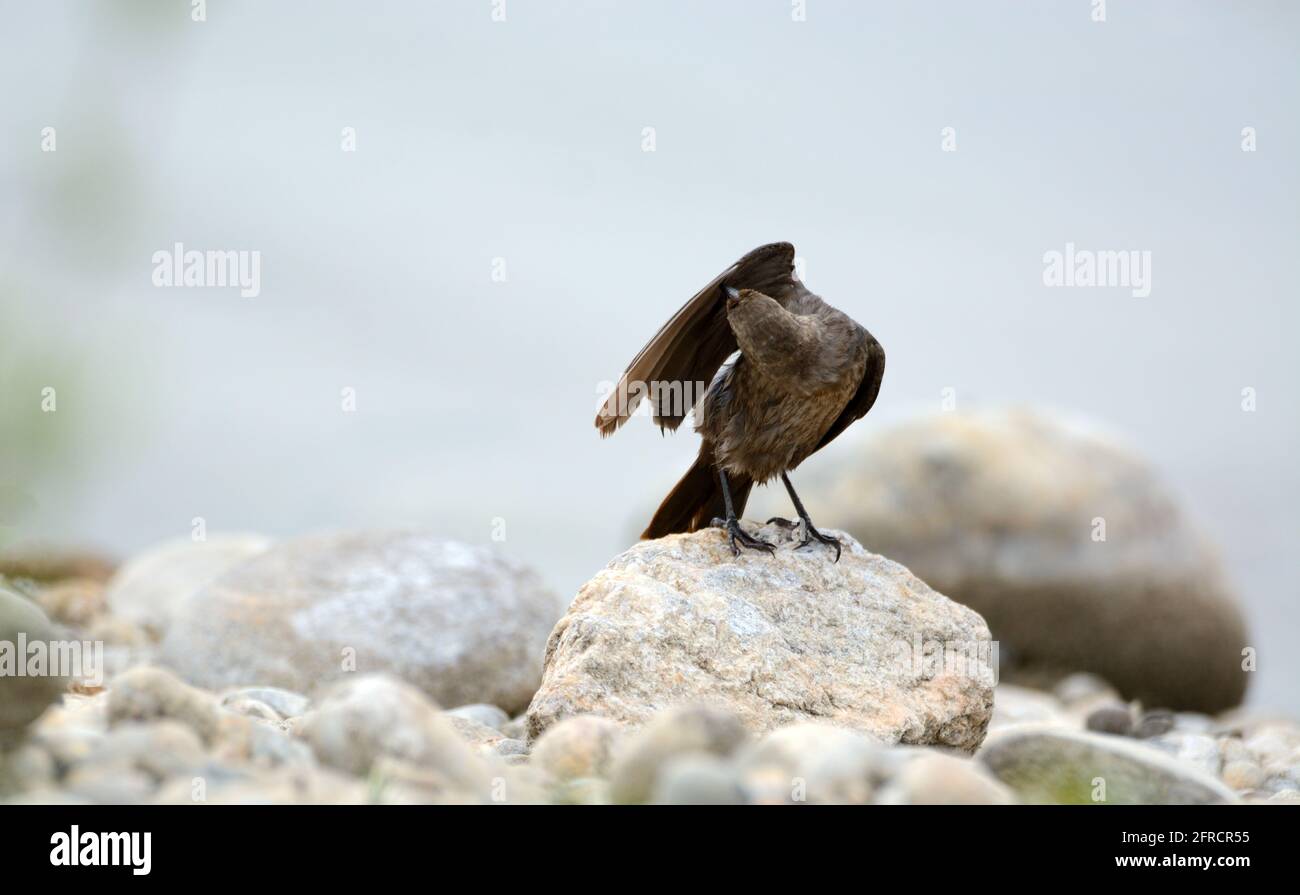 Female brown headed cowbird or Molothrus ater preening wet feathers after a bath in lake Stock Photo