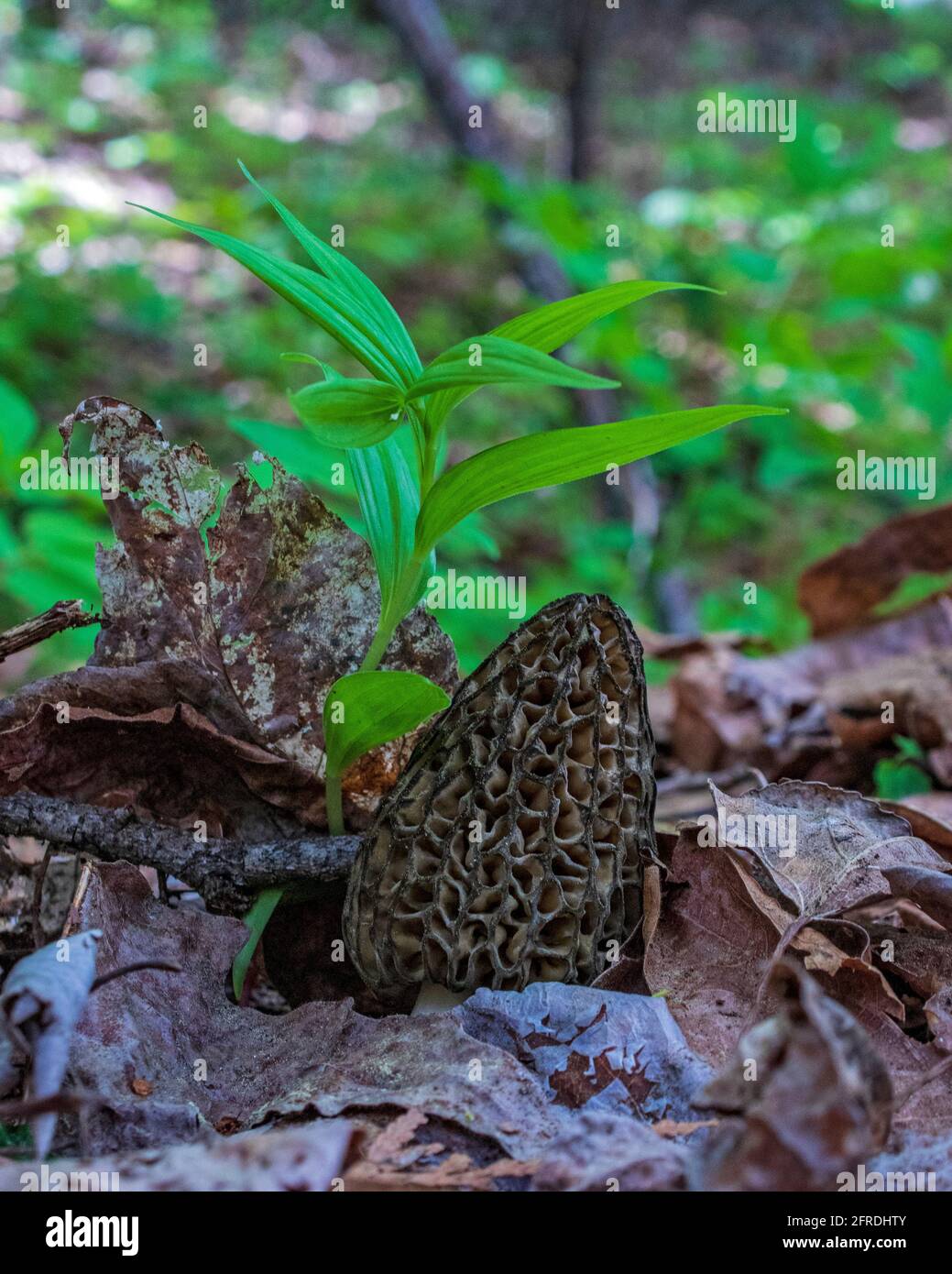 Wild morel mushrooms growing on the forest floor Stock Photo