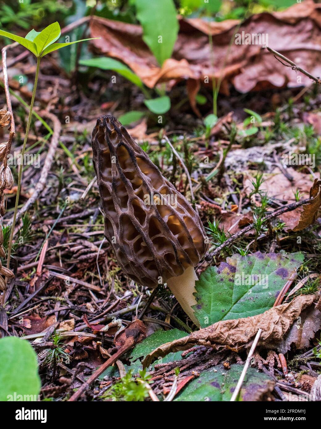 Wild morel mushrooms growing on the forest floor Stock Photo