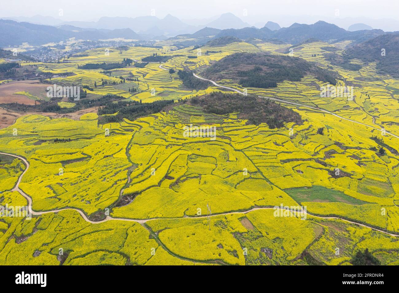 Aerial View Of Rapeseed Flowers In Luoping Yunnan China Stock Photo 