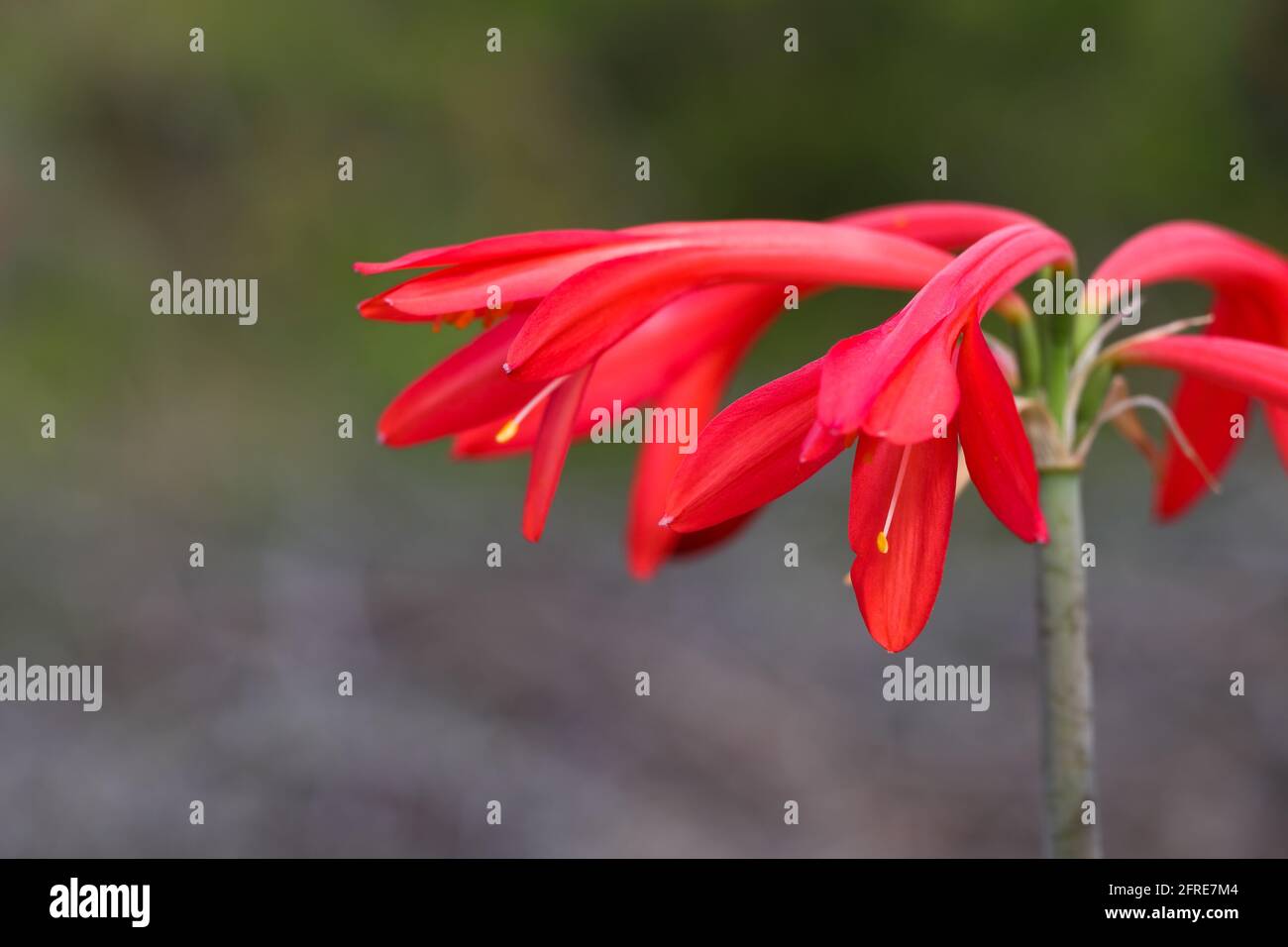 Fire Lily Flowers On Stalk Close-up (Cyrtanthus ventricosus) Stock Photo