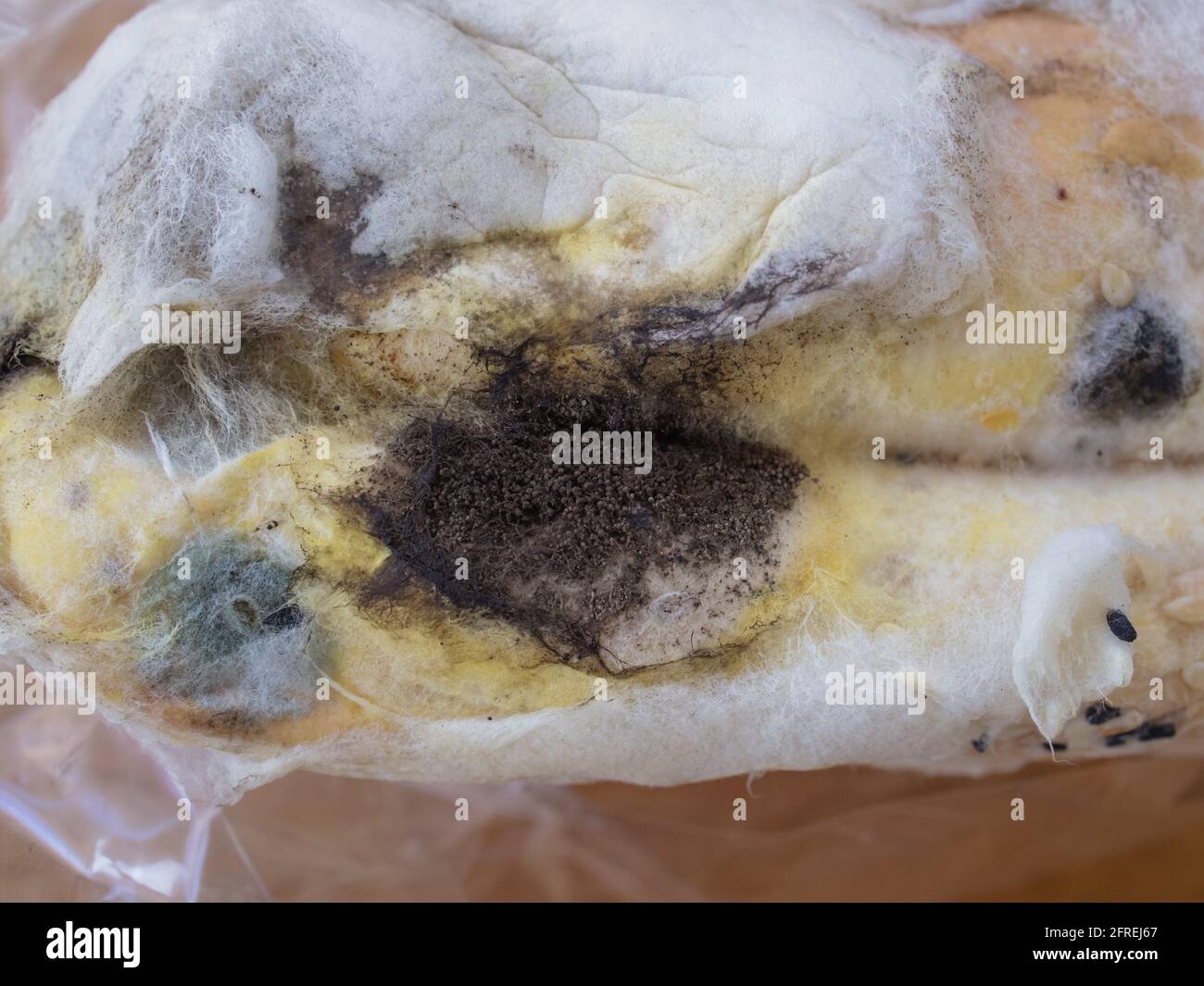 Closeup moldy bun in plastic pack, isolated bread with moldy, fungi texture Stock Photo