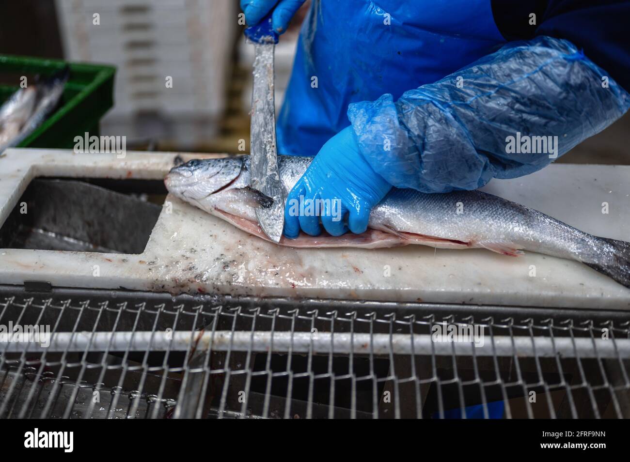 A worker cuts off the head of a trout with a knife. Stock Photo