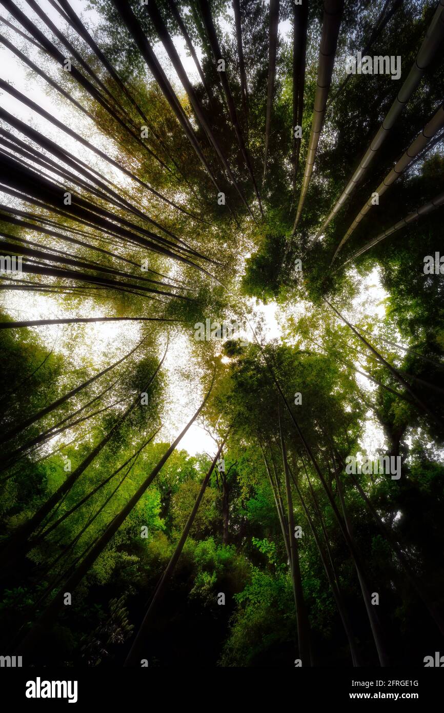 Looking toward the sky from a palm tree forest near Kamakura, Japan. Stock Photo