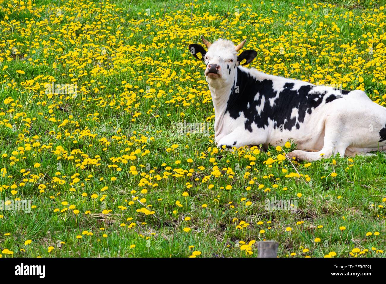 Black white cow lying down hi-res stock photography and images - Alamy