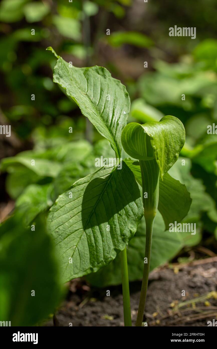 Macro view of a young green jack-in-the-pulpit (arisaema triphyllum) wildflower plant, blooming at the edge of a forest ravine Stock Photo