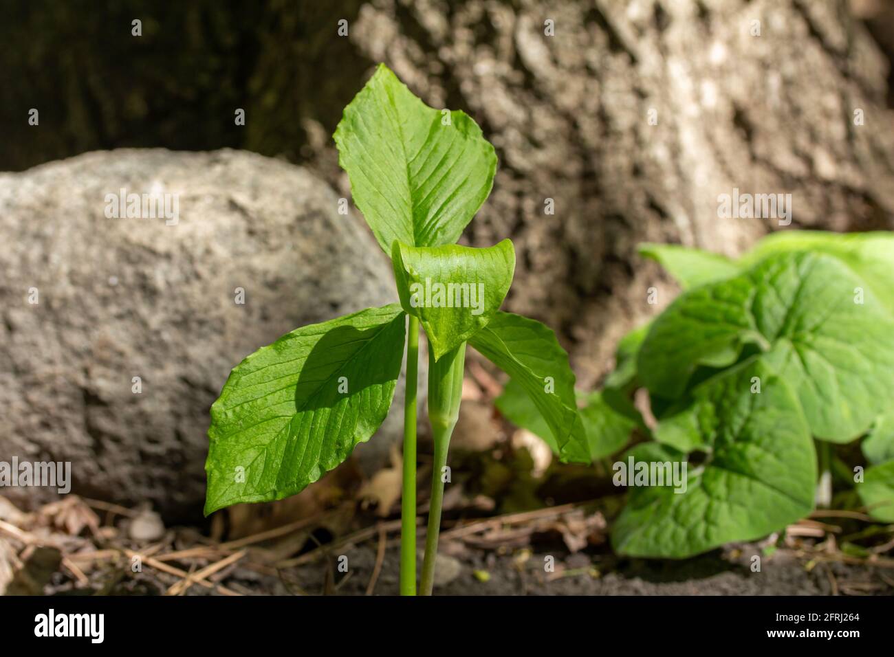 Macro view of a young green jack-in-the-pulpit (arisaema triphyllum) wildflower plant, blooming at the edge of a forest ravine Stock Photo
