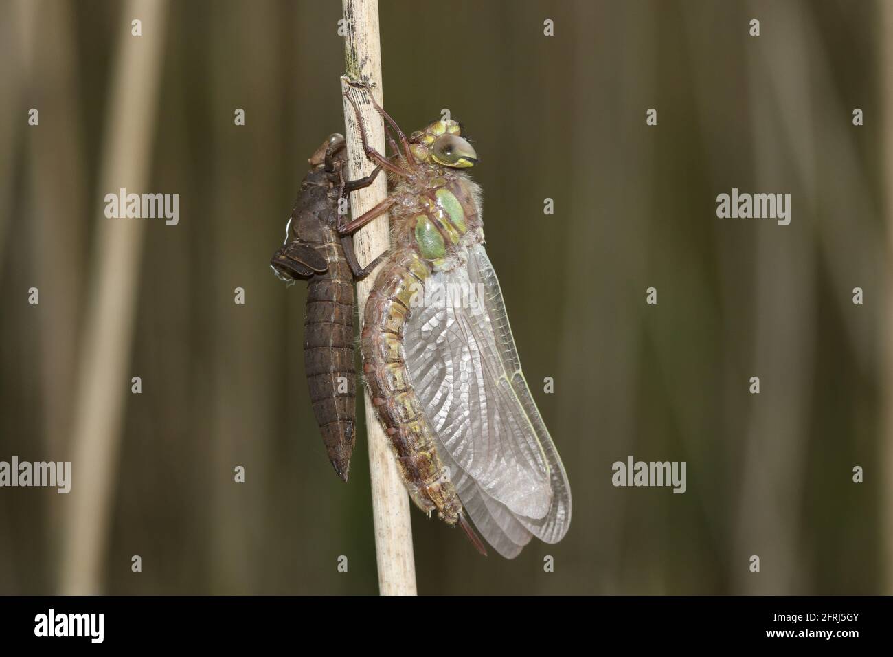 dragonfly, hairy dragonfly, insect, animal, wildlife, nature, brachytron pratense, larval case, reed, emerged, exuvia, pond, outdoors, macro, wild, pr Stock Photo