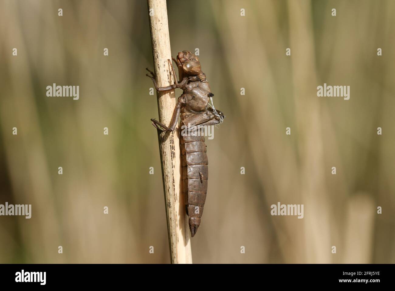A Hairy Dragonfly, Brachytron pratense, exuvia, the larval case that that the Dragonfly has just emerged from on a reed at the bank of a pond. Stock Photo