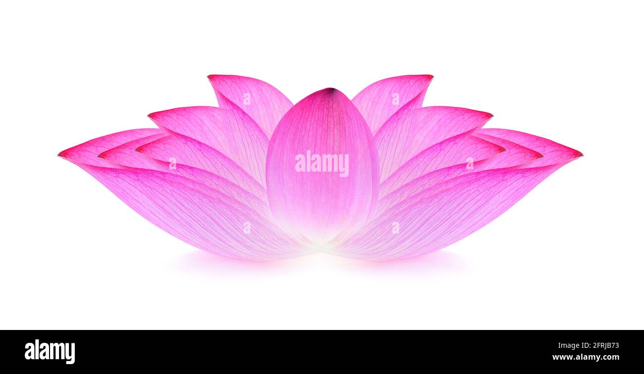 lotus isolated on white background Stock Photo - Alamy