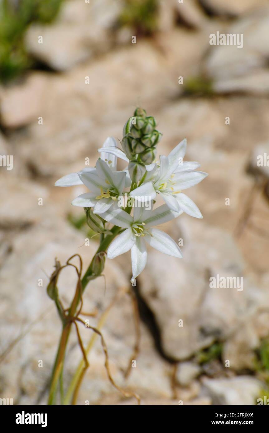 Ornithogalum narbonense, common names Narbonne star-of-Bethlehem, pyramidal star-of-Bethlehem and southern star-of-Bethlehem, is a herbaceous perennia Stock Photo