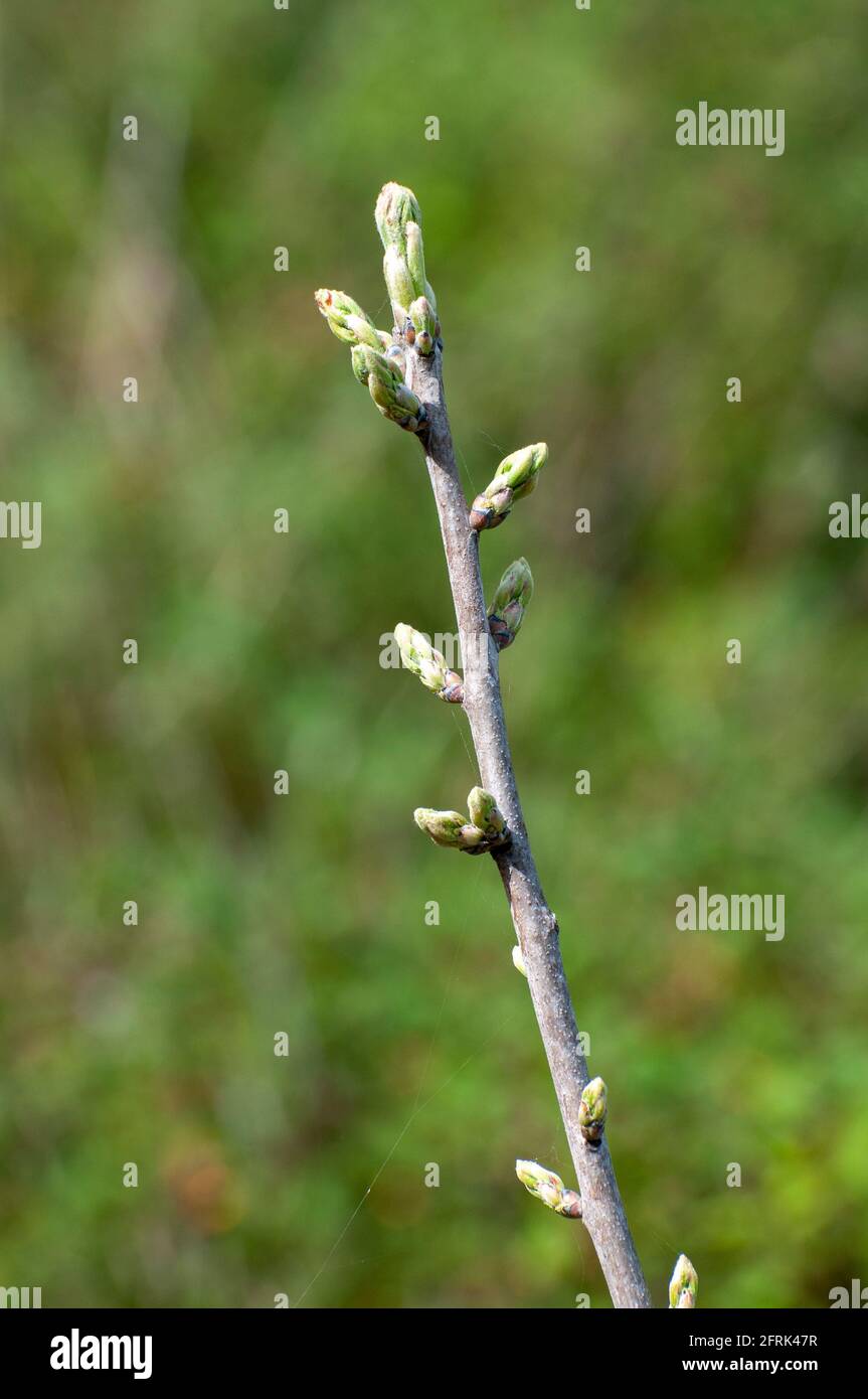 Astragalus seed pods. Stock Photo