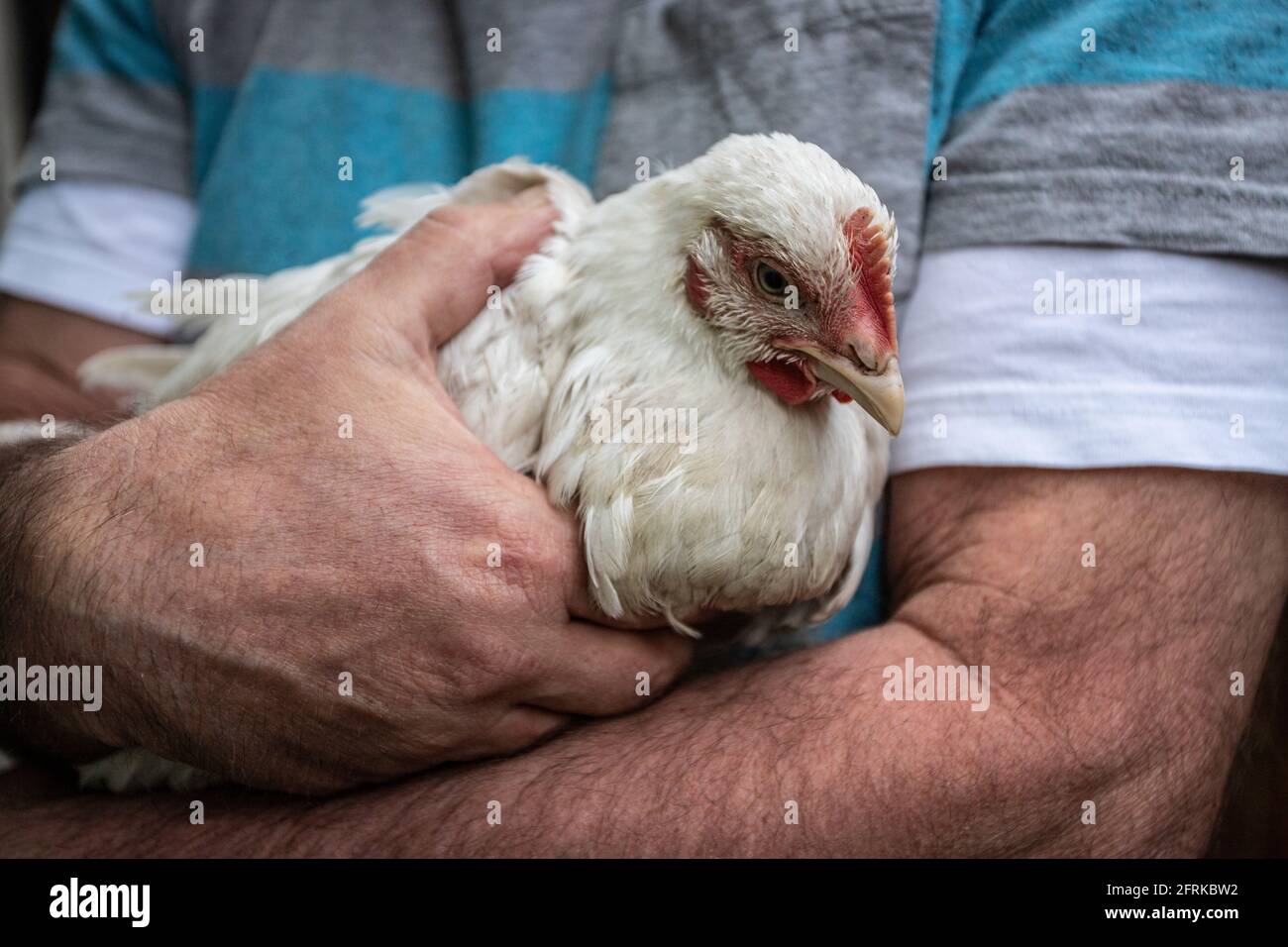 chicken in my arm Stock Photo Alamy
