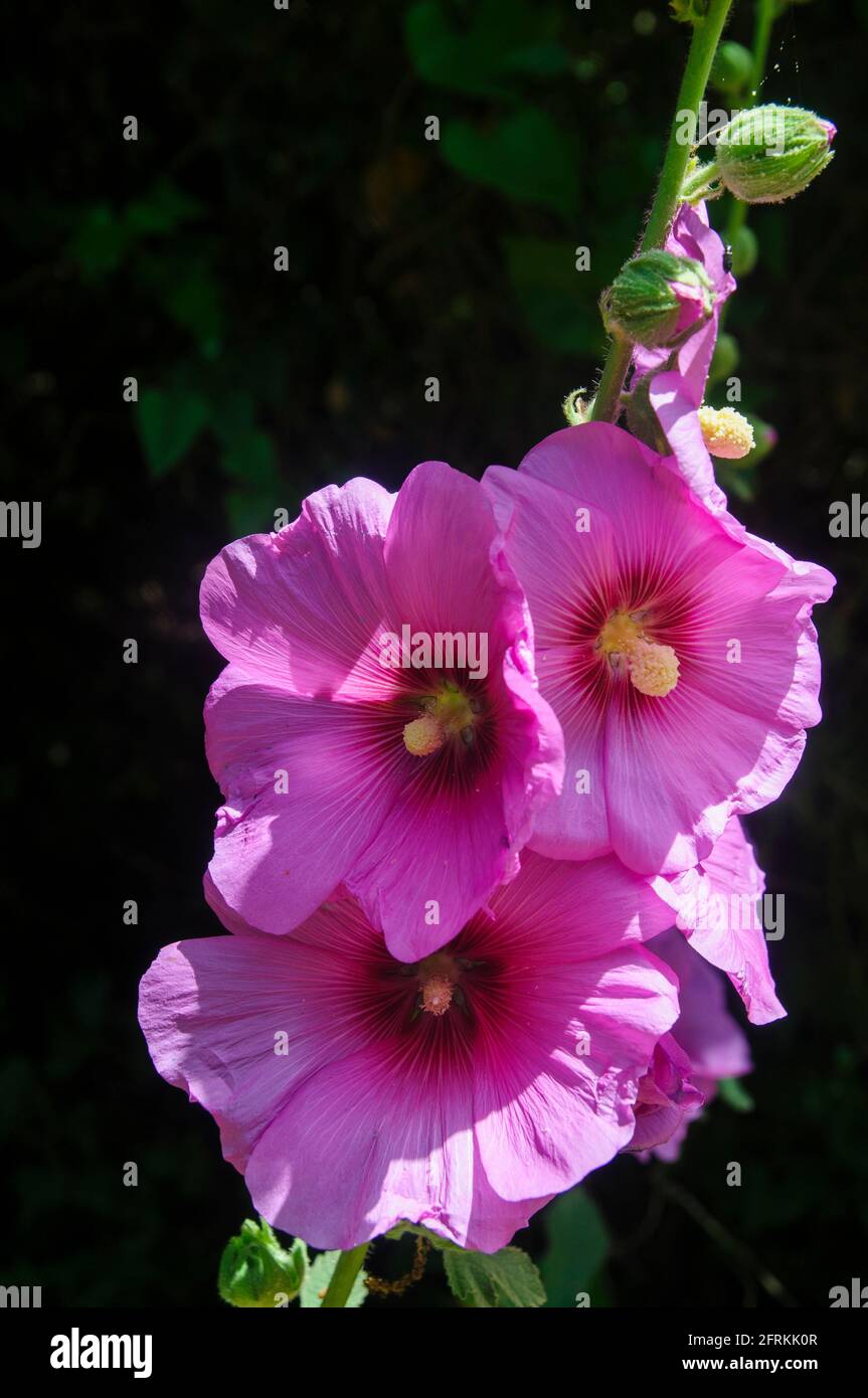 Bristly Hollyhock (Alcea setosa) Photographed in Israel in spring in May Stock Photo
