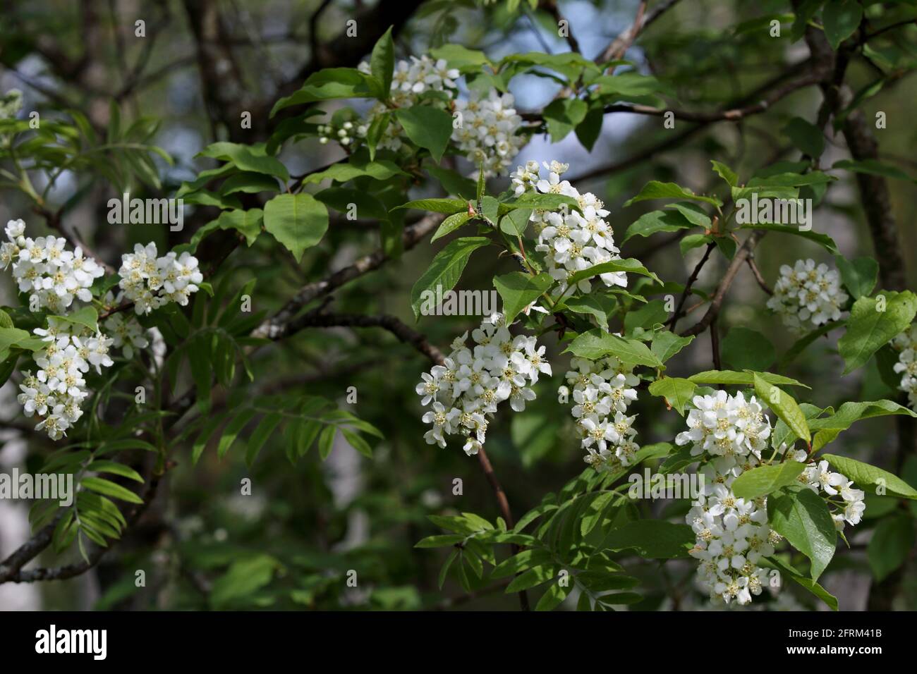 European bird cherry blooming with beautiful white flowers in spring Stock Photo