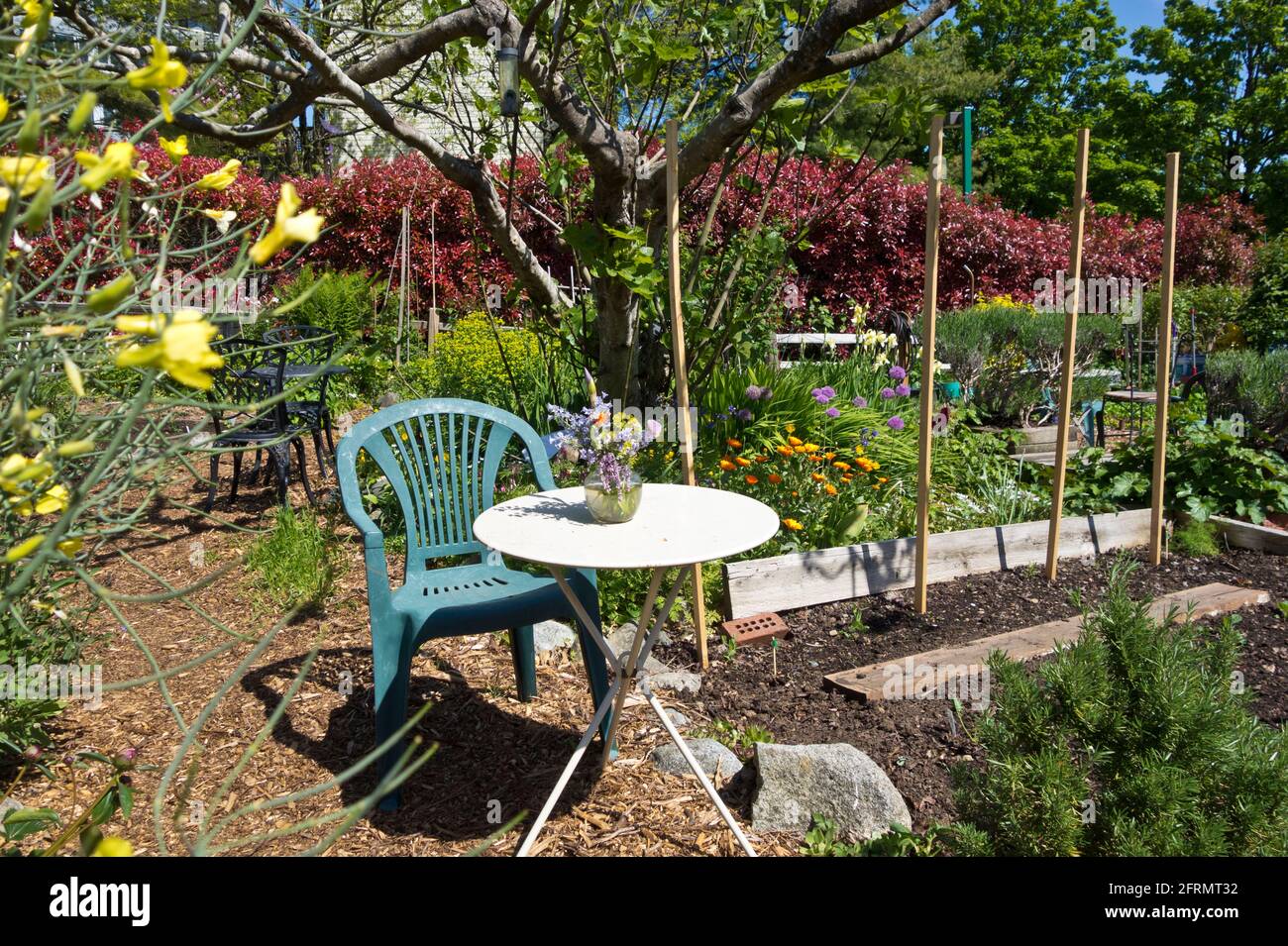 Community garden in the Spring in Metro Vancouver, BC, Canada (Burnaby) Stock Photo