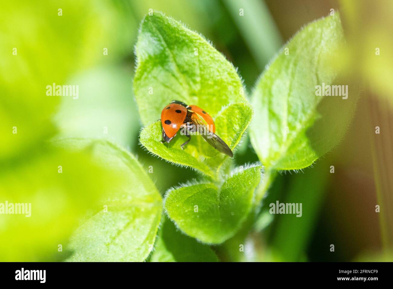 Ladybird folding its wings using abdomen and surface of elytra - unusually visible with elytra still open - origami like folds can be seen - UK Stock Photo